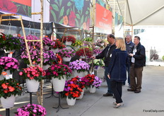 Visitors looking at the varieties of Dümmen Orange.